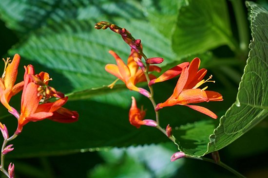Jardim botanico do Faial