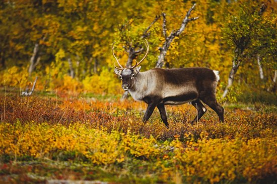Parc national d’Abisko