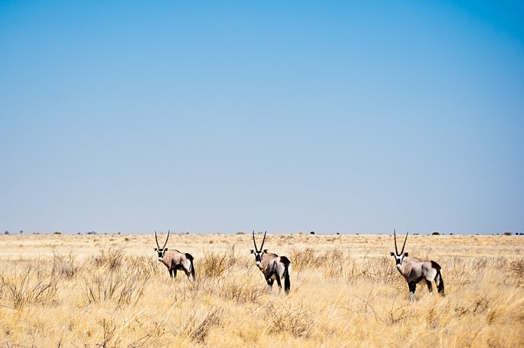 Le désert du Kalahari 3