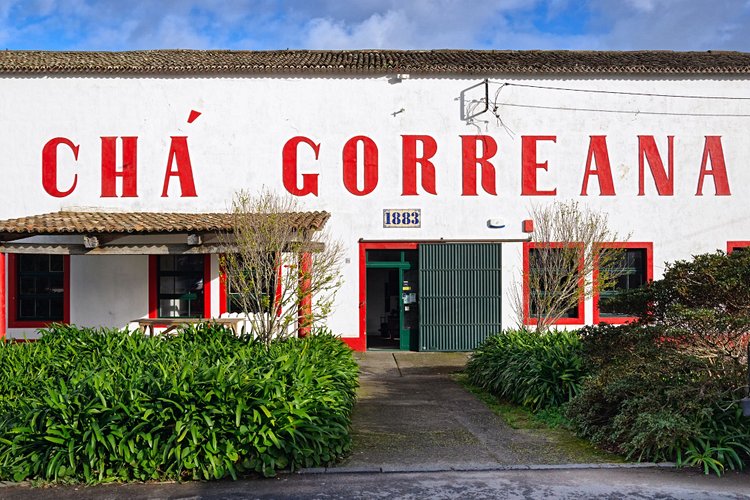 Plantation de thé Gorreana Cha (ou Cha Porto Formoso)  3