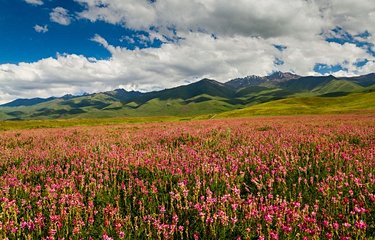 Champ de fleurs dans les montagnes kirghizes
