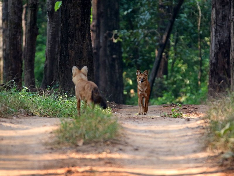 Parc national de Kanha