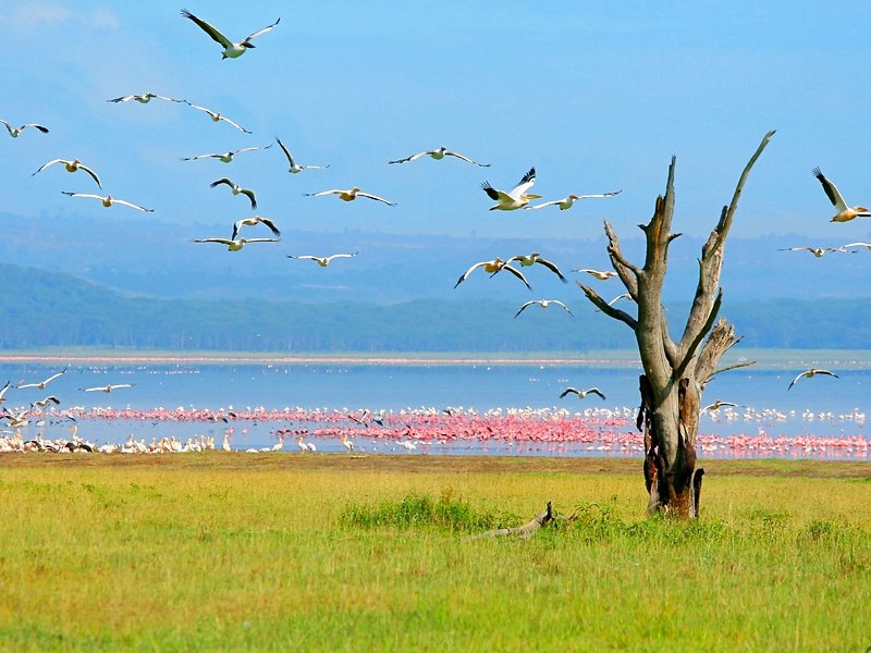 Lac Nakuru