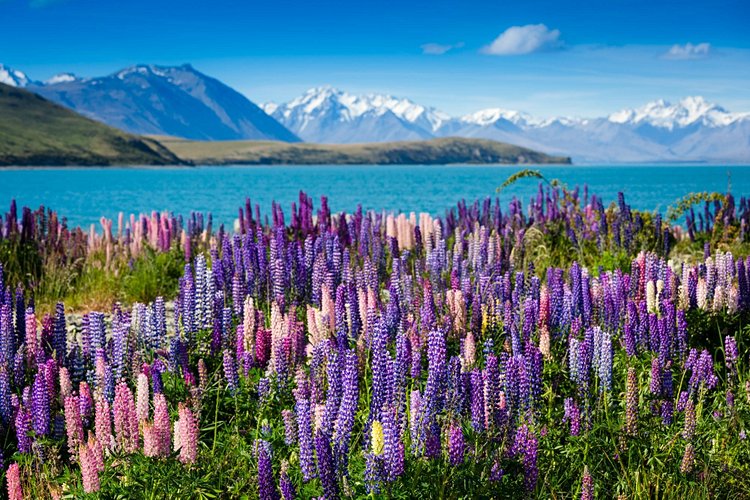 Lac Tekapo - Nouvelle-Zélande