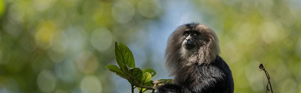 Parc national de Periyar