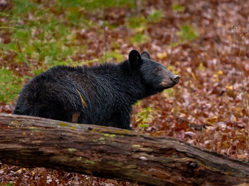 Parc national des Great Smoky Mountains