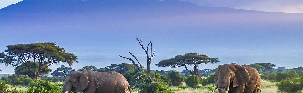 Le Kilimandjaro