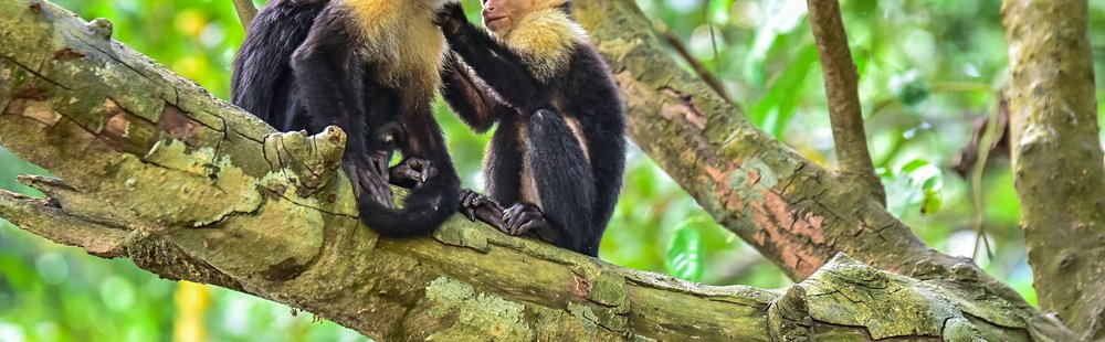 Le Parque Nacional Manuel Antonio