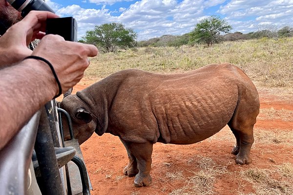 Observer les rhinos dans leur habitat naturel