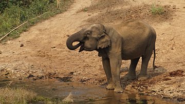 Camp des éléphants de Sayabouri