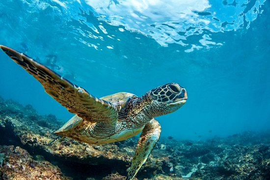 Les tortues de Punalu’u beach