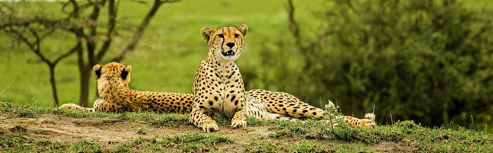 Comment visiter le Tarangire ?