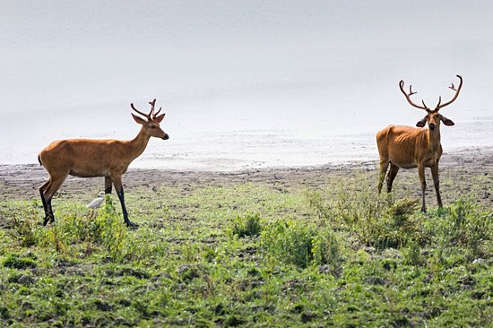 Kaziranga National Park