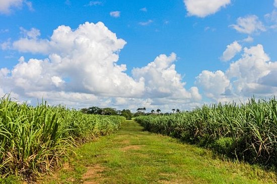 Visiter une fabrique locale de cigares et de rhum