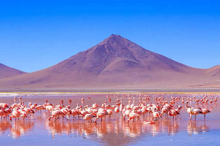 Laguna Colorada - Bolivie