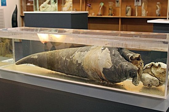Visiter le musée phallologique de Reykjavik