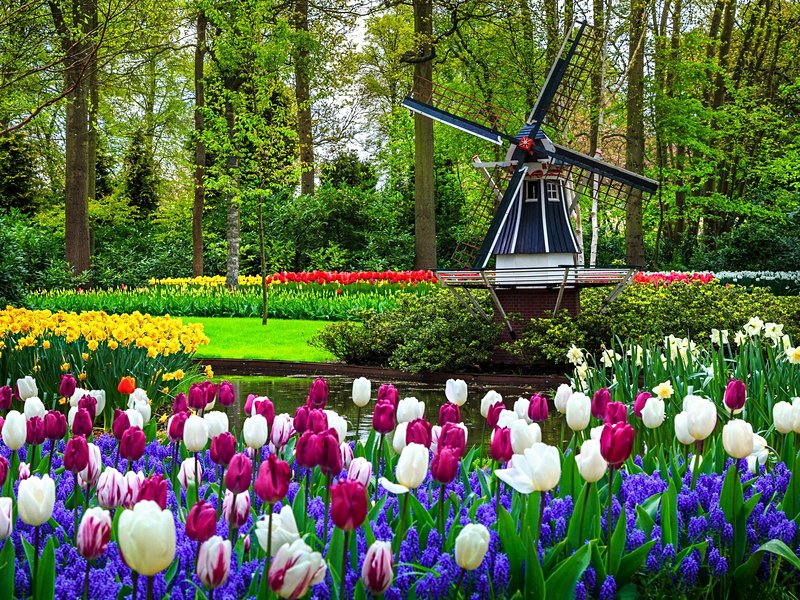 Keukenhof et les champs de tulipes