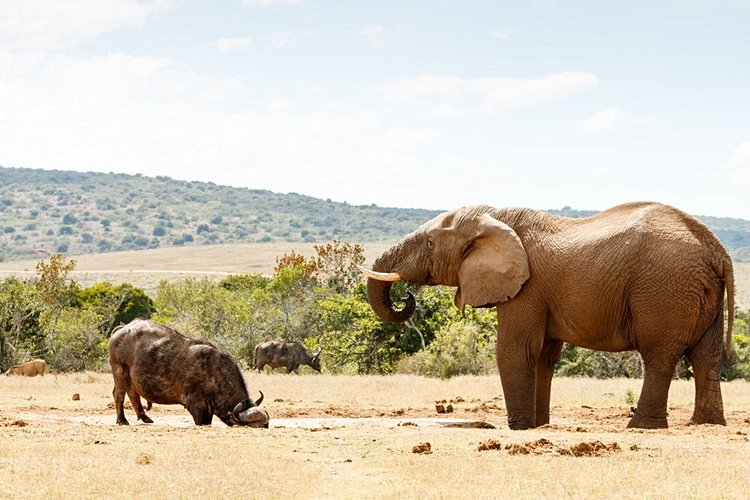 Le Parc national Addo Elephant 2