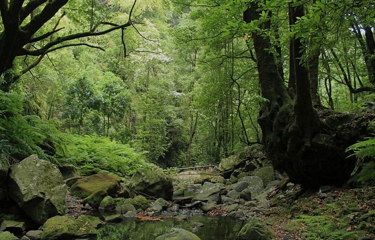 La forêt Laurissilva