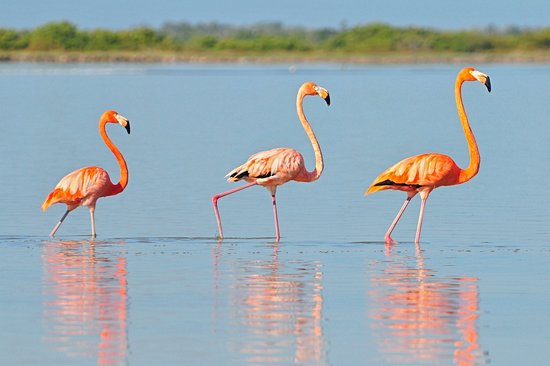 Río Lagartos