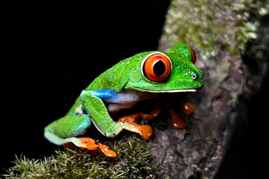 Explorer la forêt tropicale de La Fortuna de nuit