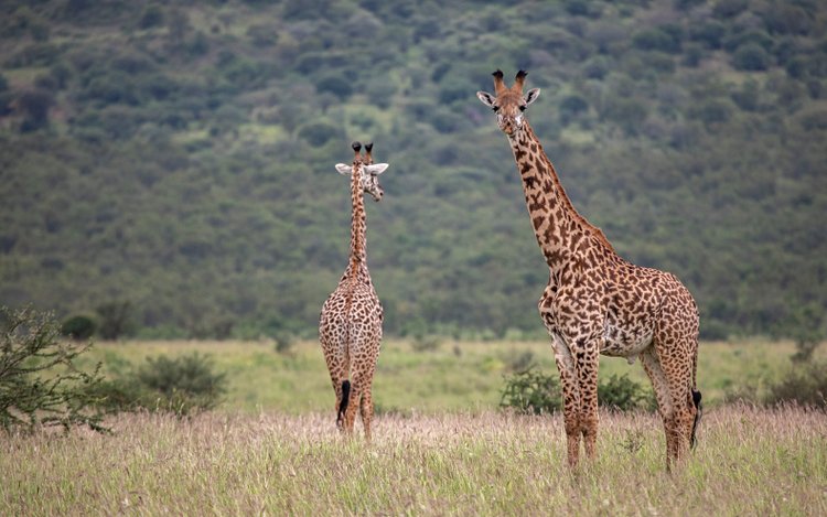 Le Parc National de Mkomazi 3
