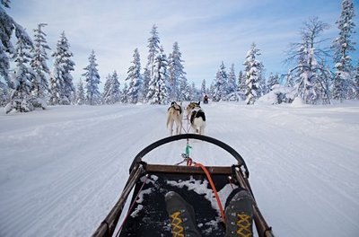 Balade en compagnie des chiens de traîneau