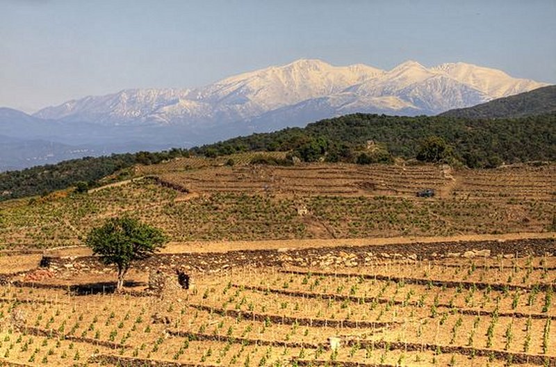 Déguster les fameux vins de Collioure