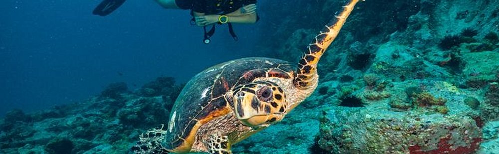 Tortugas ou Playa Tuquillo