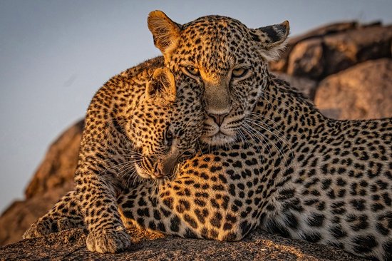 Comment visiter le Serengeti ?