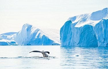 Baleine à bosse près d'Ilulissat