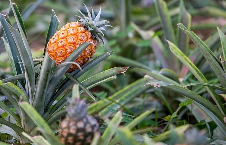 Plantations d'ananas