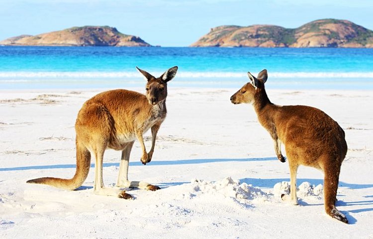 Kangourous