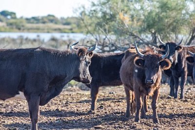 Taureaux dans une réserve naturelle camarguaise