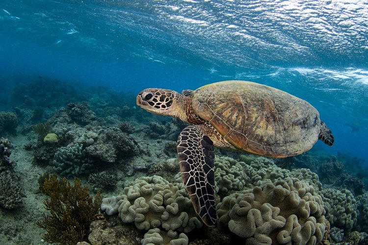 La Tortue Verte