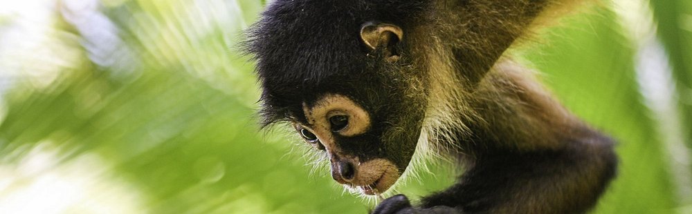 Parc national Corcovado