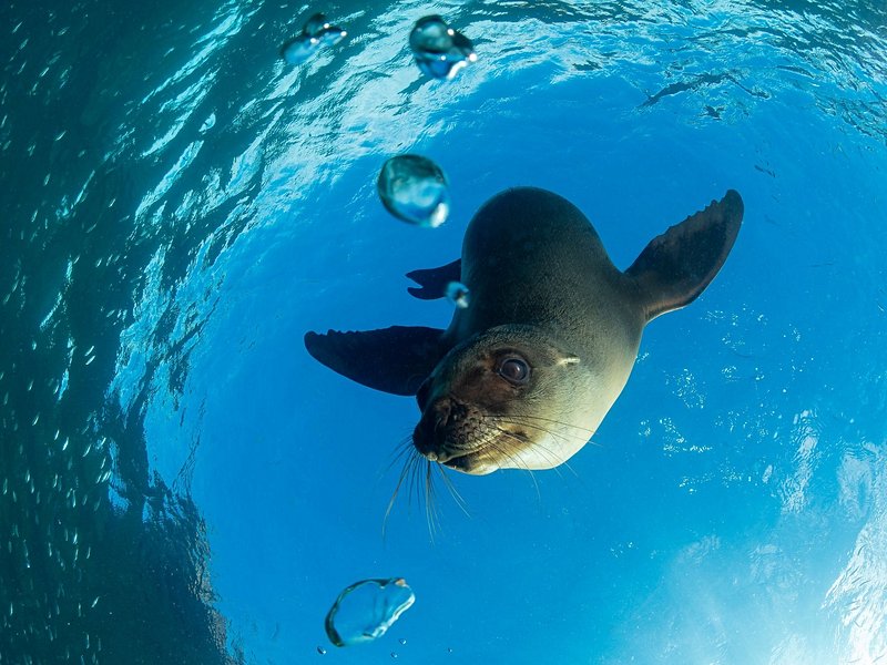 Faire du snorkeling avec les otaries