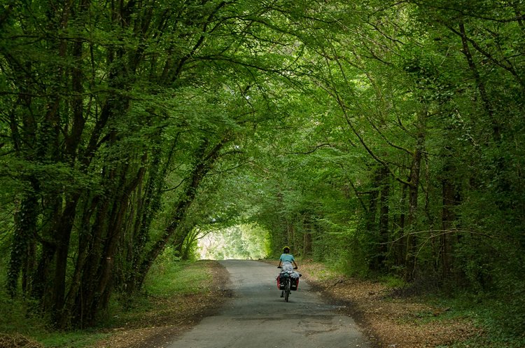 Les forêts de Sologne