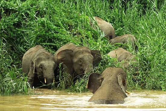 Rivière Kinabatangan