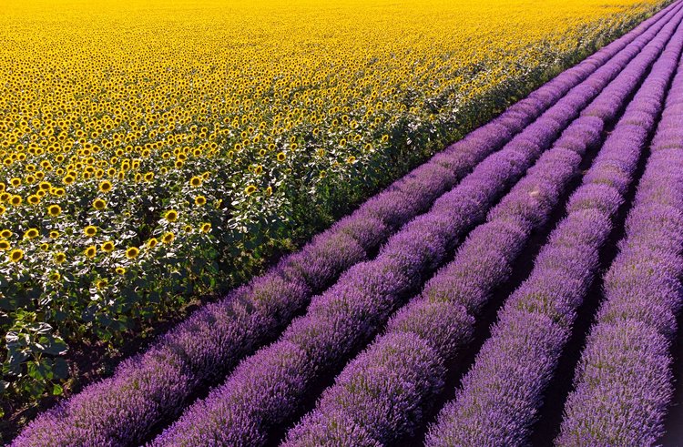 Champs de tournesol et de lavande - Provence, France 2