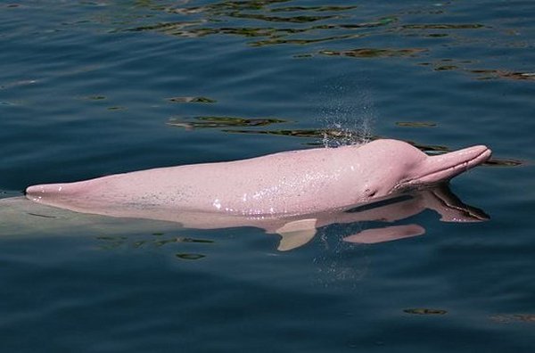 Observer les dauphins roses en kayak