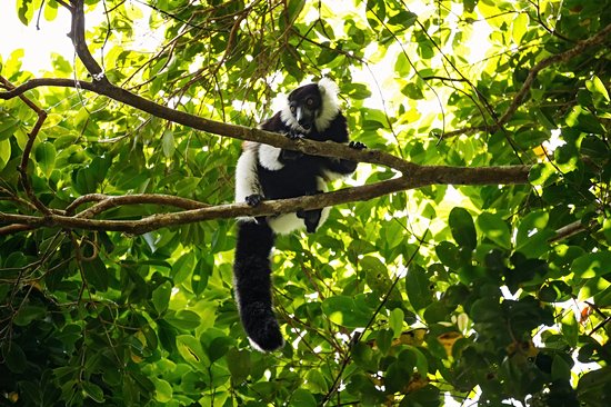 Le parc national d'Andasibe – Mantadia