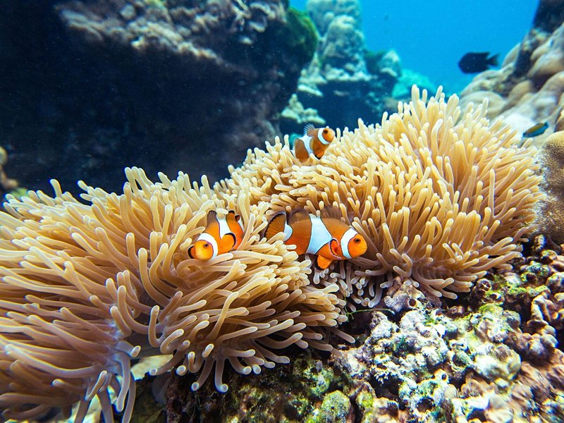 Explorer les fonds marins à Koh Rok