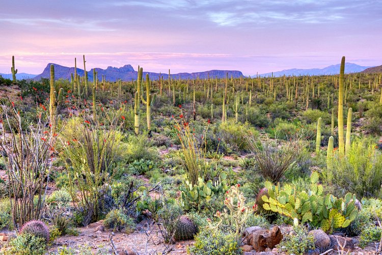 Saguaro, Arizona 2