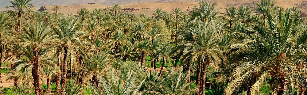 La vallée du Drâa