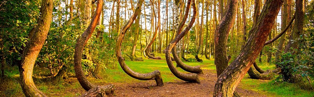 La forêt des arbres tordus, Gryfino