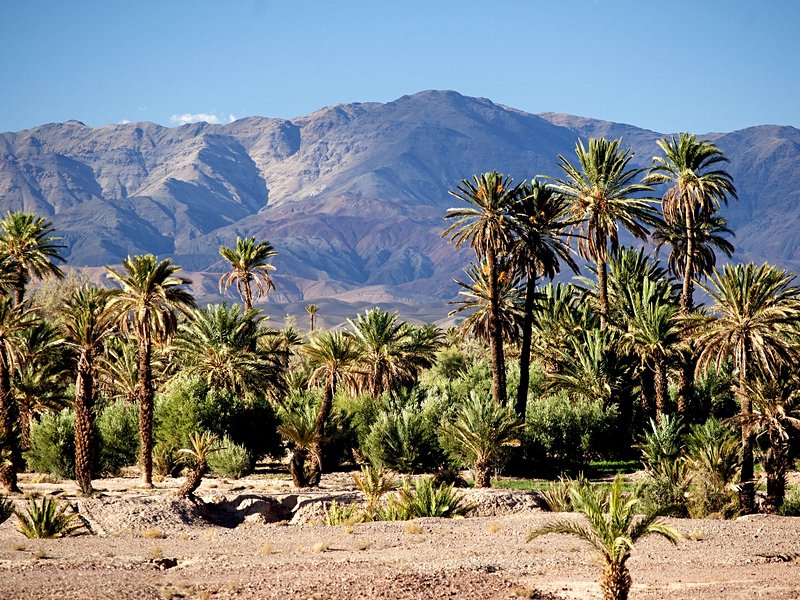 La palmeraie de Skoura