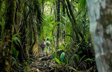 Une randonnée au cœur de la jungle du Parc National de Corcovado 
