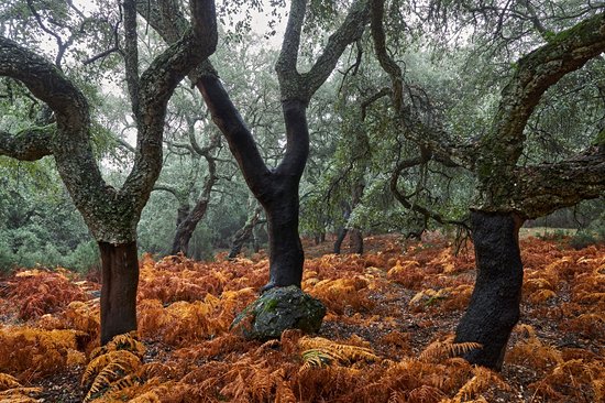 Parc naturel Los Alcornocales