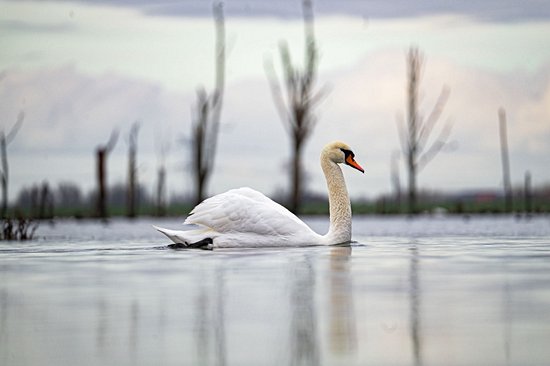 Parc national De Biesbosch